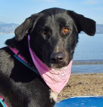 LOVE, Hund, Mischlingshund in Griechenland - Bild 39