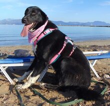 LOVE, Hund, Mischlingshund in Griechenland - Bild 40