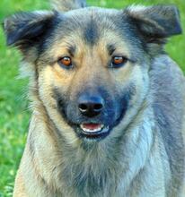 LUNA, Hund, Mischlingshund in Griechenland