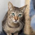 ISMAEL, Katze, Europäisch Kurzhaar in Pfullingen - Bild 3