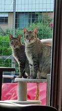 ISMAEL, Katze, Europäisch Kurzhaar in Pfullingen - Bild 4