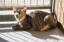 ONIL, Katze, Europäisch Kurzhaar in Pfullingen - Bild 2