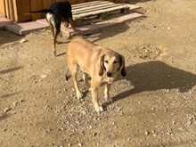 VANDA, Hund, Mischlingshund in Italien - Bild 1