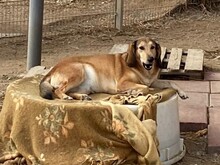 VANDA, Hund, Mischlingshund in Italien - Bild 2