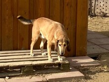 VANDA, Hund, Mischlingshund in Italien - Bild 3