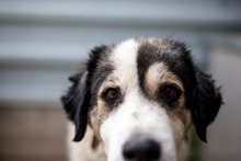 LYRA, Hund, Mischlingshund in Rumänien - Bild 2