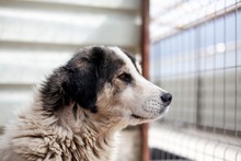 LYRA, Hund, Mischlingshund in Rumänien - Bild 4