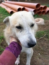 LARRY, Hund, Mischlingshund in Griechenland - Bild 14