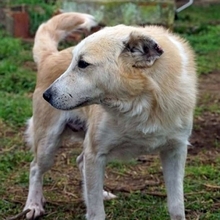 LARRY, Hund, Mischlingshund in Griechenland - Bild 15