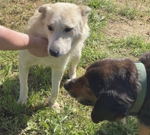 LARRY, Hund, Mischlingshund in Griechenland - Bild 26