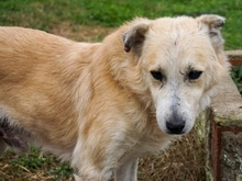 LARRY, Hund, Mischlingshund in Griechenland - Bild 3