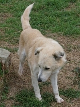 LARRY, Hund, Mischlingshund in Griechenland - Bild 6