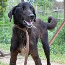 VIGOR, Hund, Mischlingshund in Griechenland - Bild 4