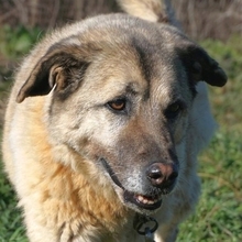 MYRTO, Hund, Mischlingshund in Leverkusen - Bild 10