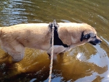 MYRTO, Hund, Mischlingshund in Leverkusen - Bild 18