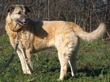 MYRTO, Hund, Mischlingshund in Leverkusen - Bild 2