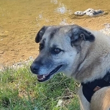 MYRTO, Hund, Mischlingshund in Leverkusen - Bild 20