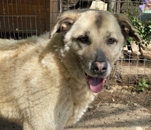 MYRTO, Hund, Mischlingshund in Leverkusen - Bild 22