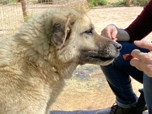 MYRTO, Hund, Mischlingshund in Leverkusen - Bild 23