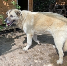 MYRTO, Hund, Mischlingshund in Leverkusen - Bild 28