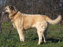 MYRTO, Hund, Mischlingshund in Leverkusen - Bild 3