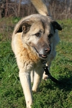 MYRTO, Hund, Mischlingshund in Leverkusen - Bild 4