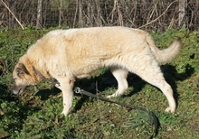 MYRTO, Hund, Mischlingshund in Leverkusen - Bild 7