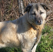 MYRTO, Hund, Mischlingshund in Leverkusen - Bild 8