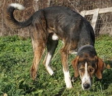 MARKO, Hund, Mischlingshund in Griechenland - Bild 6