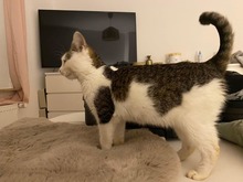 JONI, Katze, Hauskatze in Hannover - Bild 12