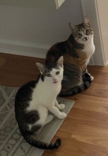 JONI, Katze, Hauskatze in Hannover - Bild 4