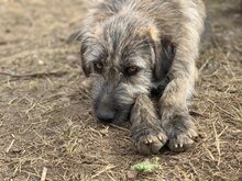 ZAPPO, Hund, Mischlingshund in Rumänien - Bild 10