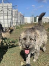 ZAPPO, Hund, Mischlingshund in Rumänien - Bild 2