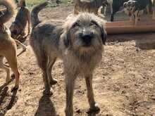 ZAPPO, Hund, Mischlingshund in Rumänien - Bild 5