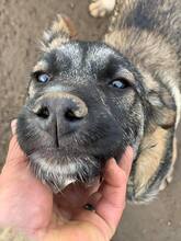 LENNY, Hund, Mischlingshund in Rumänien - Bild 10