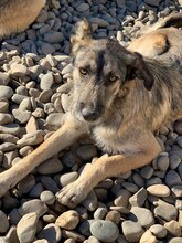 LENNY, Hund, Mischlingshund in Rumänien - Bild 2