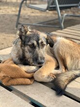 LENNY, Hund, Mischlingshund in Rumänien - Bild 5