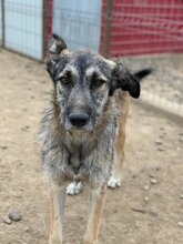 LENNY, Hund, Mischlingshund in Rumänien - Bild 6