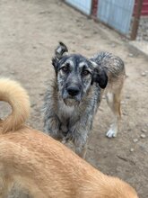 LENNY, Hund, Mischlingshund in Rumänien - Bild 7