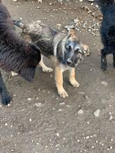 LENNY, Hund, Mischlingshund in Rumänien - Bild 9