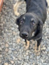 FILIP, Hund, Mischlingshund in Rumänien - Bild 3