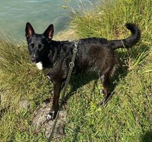 MILA, Hund, Mischlingshund in Karlstein - Bild 2