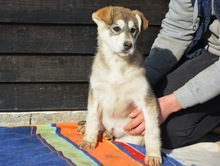 MYSTIC, Hund, Mischlingshund in Rumänien - Bild 20