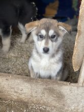 MYSTIC, Hund, Mischlingshund in Rumänien - Bild 28