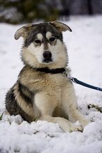 MYSTIC, Hund, Mischlingshund in Rumänien - Bild 3