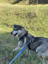 MYSTIC, Hund, Mischlingshund in Rumänien - Bild 8