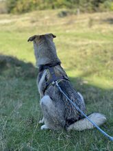 MYSTIC, Hund, Mischlingshund in Rumänien - Bild 9