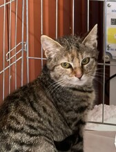 MILEY, Katze, Hauskatze in Ungarn - Bild 2