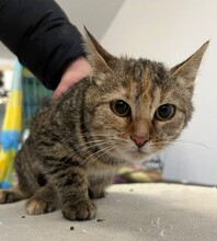 MILEY, Katze, Hauskatze in Ungarn - Bild 3