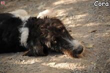 CORA, Hund, Mischlingshund in Donzdorf - Bild 5